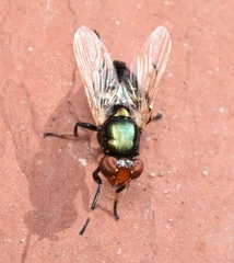 Physiphora