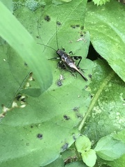 Dianemobius fascipes nigrofasciatus