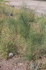 Parkinsonia aculeata