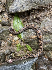 Ovophis monticola