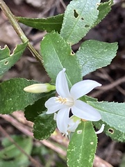 Crowea angustifolia