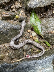 Ovophis monticola