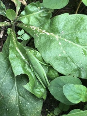 Atractomorpha sinensis