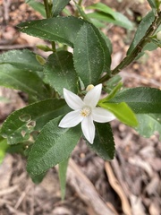 Crowea angustifolia
