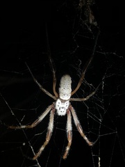 Trichonephila edulis