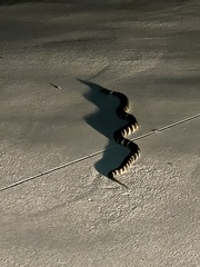 Lampropeltis californiae