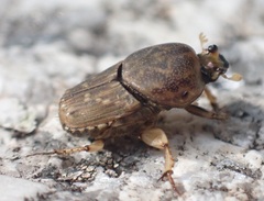 Euoniticellus intermedius