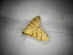 Patania chlorophanta