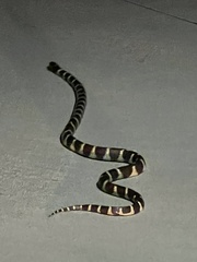 Lampropeltis californiae