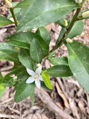 Crowea angustifolia