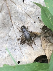 Loxoblemmus doenitzi