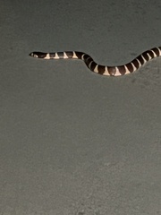 Lampropeltis californiae