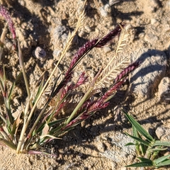Bouteloua barbata