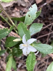 Crowea angustifolia