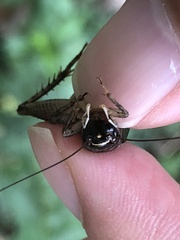 Loxoblemmus doenitzi