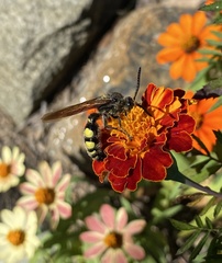 Pygodasis quadrimaculata