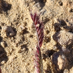 Bouteloua barbata