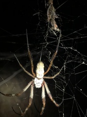 Trichonephila edulis