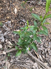 Crowea angustifolia