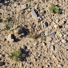 Bouteloua barbata