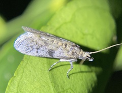 Amyelois transitella