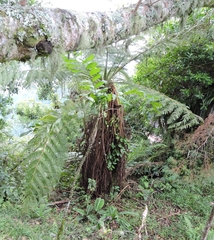 Sphaeropteris lepifera