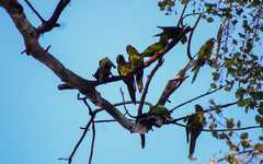 Psittacara holochlorus