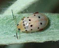 Walterianella durangoensis