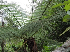 Sphaeropteris lepifera