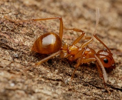 Notoncus spinisquamis