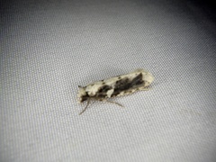 Psecadioides aspersus
