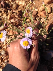 Brachyscome ciliaris