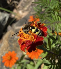 Pygodasis quadrimaculata