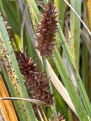 Carex rostrata