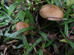 Psilocybe caerulescens