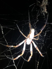 Trichonephila edulis