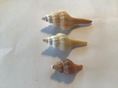 Propefusus australis
