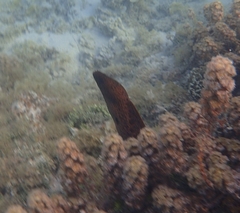 Gymnothorax javanicus