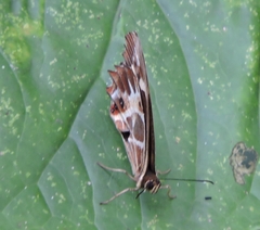 Oxeoschistus tauropolis tauropolis