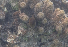 Gymnothorax javanicus