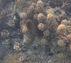 Gymnothorax javanicus