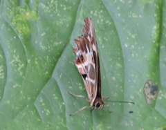 Oxeoschistus tauropolis tauropolis