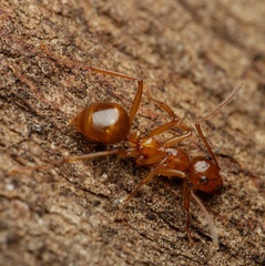 Notoncus spinisquamis