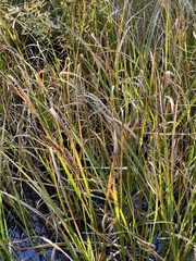 Carex rostrata
