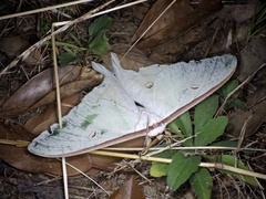 Actias aliena aliena