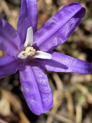 Brodiaea rosea rosea