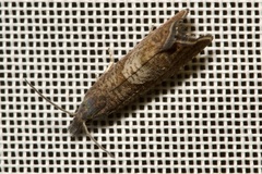 Dichrorampha acuminatana