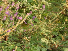 Linaria purpurea
