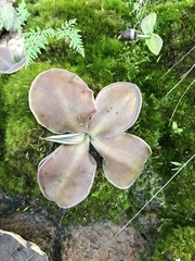 Pinguicula macrophylla