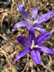 Brodiaea rosea rosea